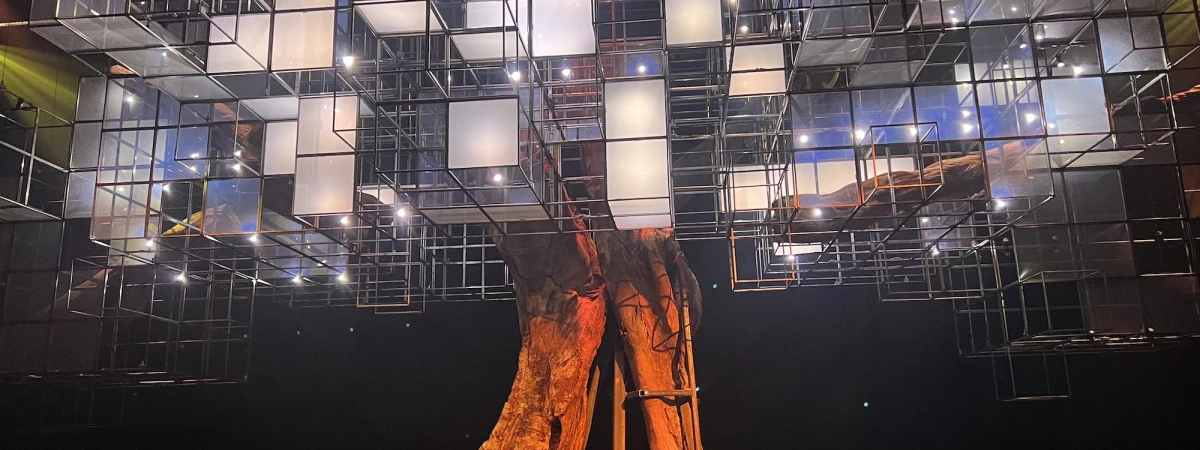 A Forest For The Trees