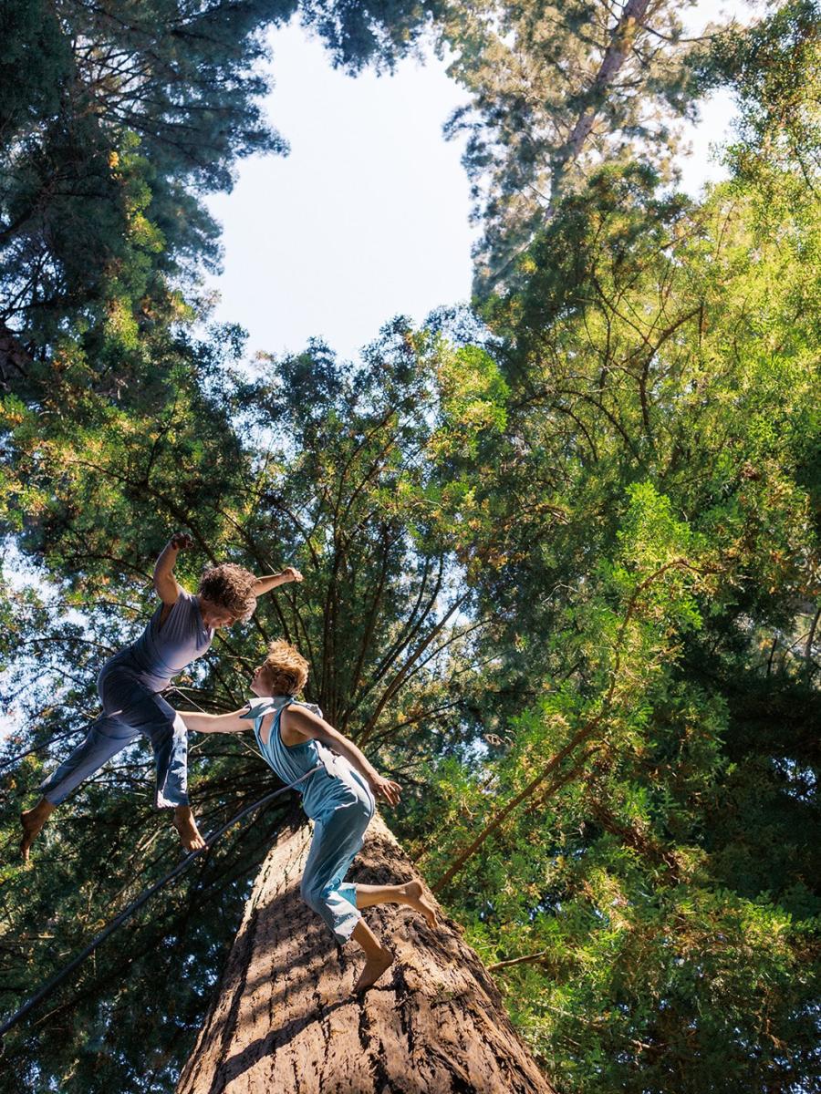 Dance the Redwoods (2026) Immersive Event - Main Image