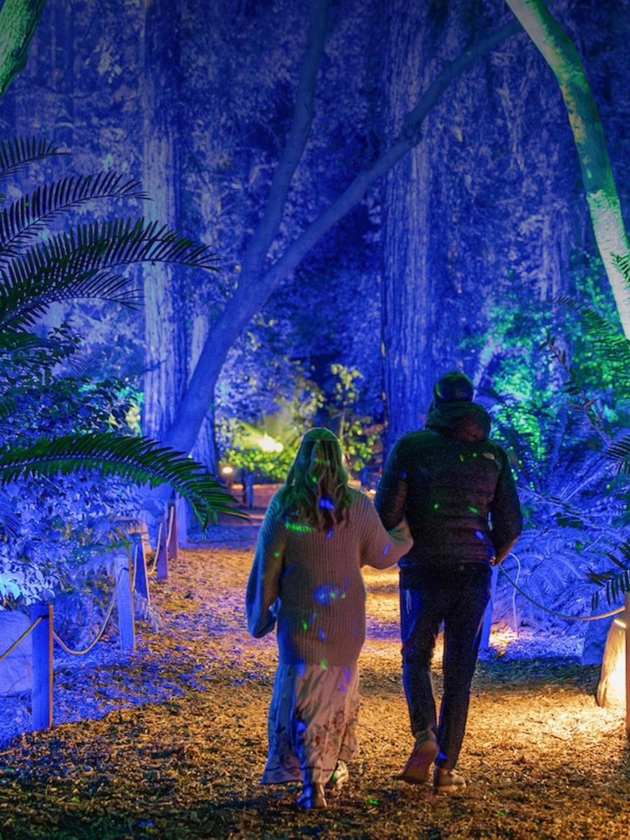 Enchanted Forest of Light (2025) Immersive Event - Main Image