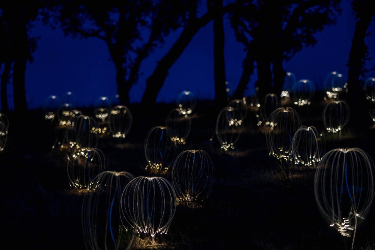 Field of Light (Paso Robles) Immersive Event - Image 2