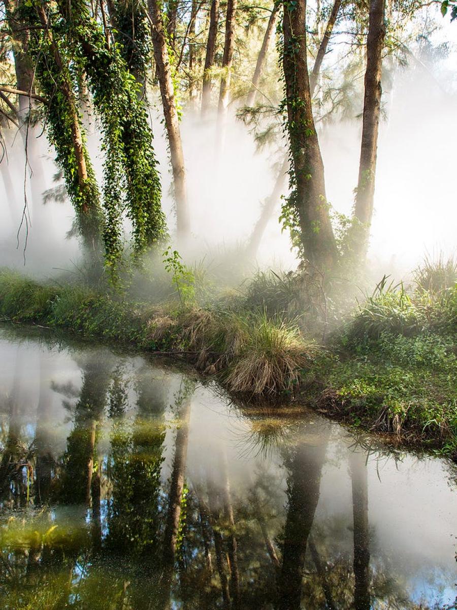 Foggy wake in a desert: An ecosphere Immersive Event - Main Image