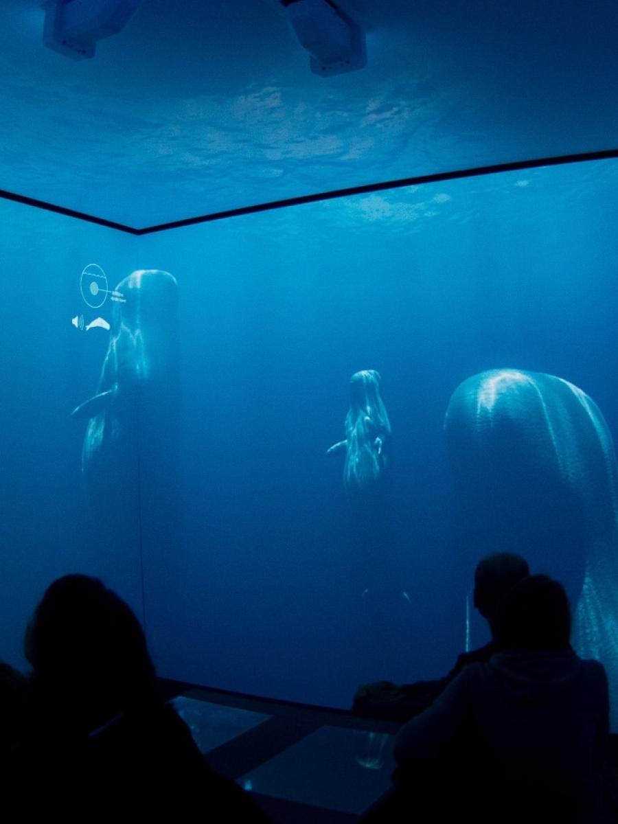 The Changing Ocean Immersive Event - Main Image